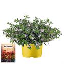 Afbeelding van Ms P12 Cuphea Lavender